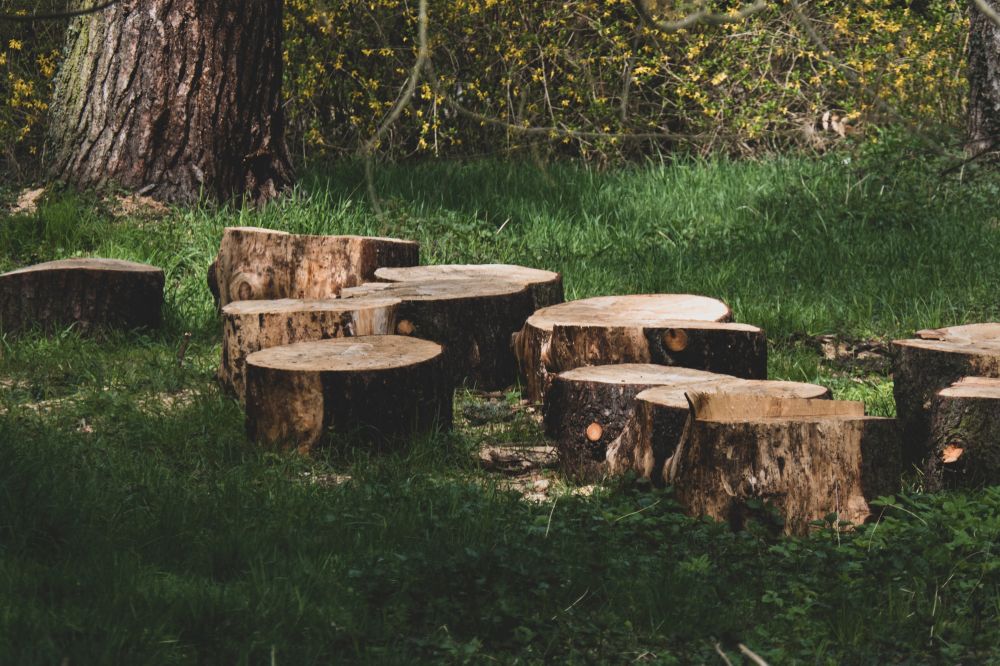 Arborist i Uppsala: Vem behöver professionell trädvård?