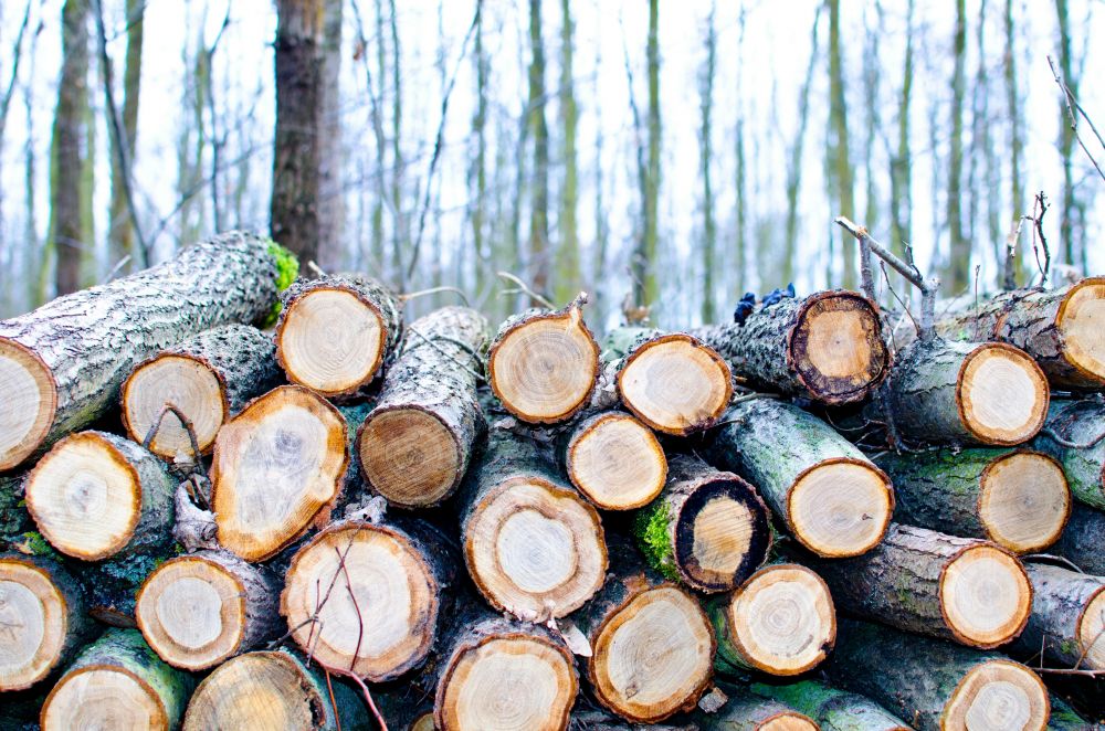 Skogstjänst i Härjedalen: En värdefull resurs för hållbart skogsbruk