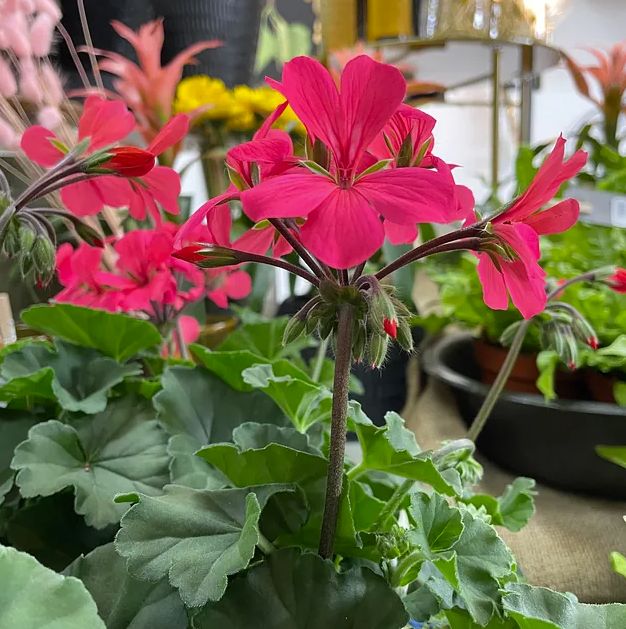Blommor i Helsingborg: En blomstrande upplevelse