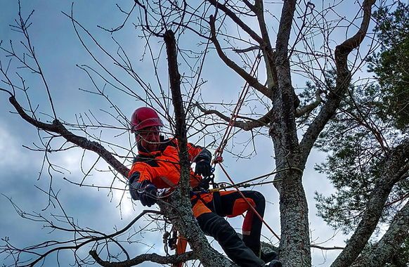 Trädfällning i Västerås: Säkert och varsamt