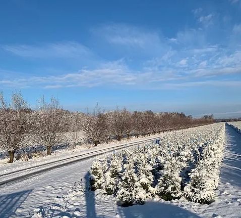 Julgranar: tradition, kvalitet och hållbar odling